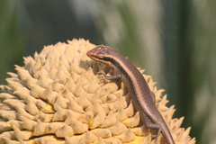 Trachylepis wahlbergii