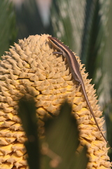 Trachylepis wahlbergii