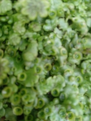 Marchantia polymorpha