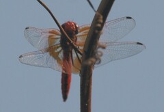 Trithemis kirbyi