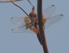 Trithemis kirbyi