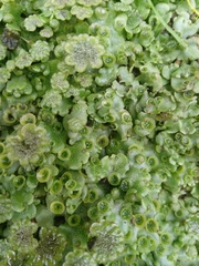 Marchantia polymorpha