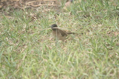 Pycnonotus barbatus