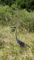 Ardea melanocephala