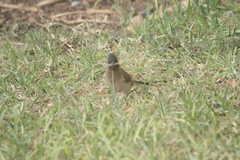 Pycnonotus barbatus