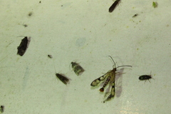 Synanthedon acerni