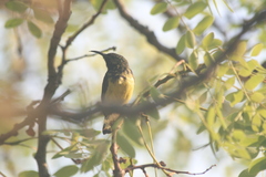 Nectariniidae