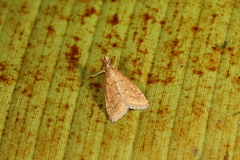 Psara hesperialis
