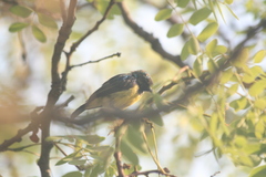 Nectariniidae