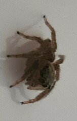 Salticidae