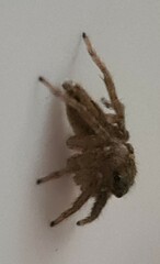 Salticidae