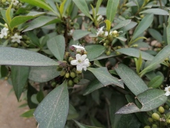 Myoporum