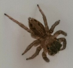 Salticidae