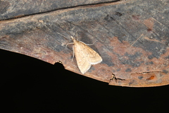 Psara hesperialis