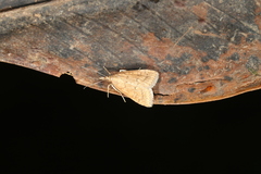 Psara hesperialis