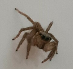 Salticidae