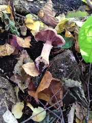 Fungi