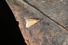 Psara hesperialis