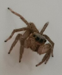 Salticidae