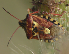 Codophila varia