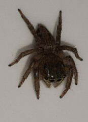 Salticidae