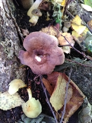 Fungi