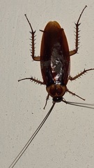 Periplaneta americana
