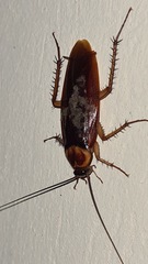 Periplaneta americana