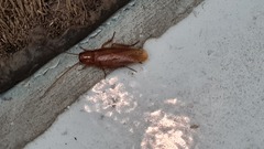 Ectobiidae