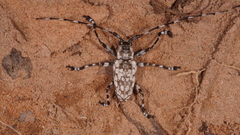 Cerambycidae
