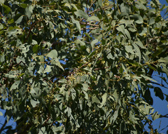 Eucalyptus platyphylla × tereticornis