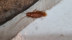 Ectobiidae