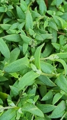 Atriplex semibaccata