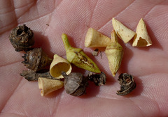 Eucalyptus platyphylla × tereticornis
