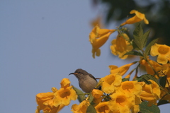 Nectariniidae