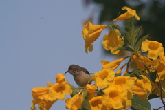 Nectariniidae