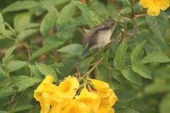 Nectariniidae