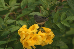 Nectariniidae