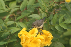 Nectariniidae