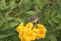 Nectariniidae
