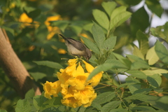 Nectariniidae