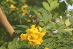 Nectariniidae