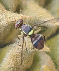 Bactrocera