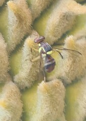 Bactrocera