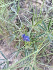 Lupinus angustifolius