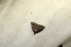 Phalaenostola larentioides