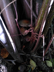 Fungi