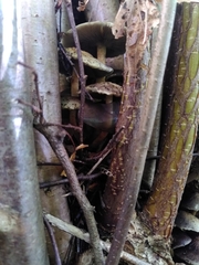 Fungi