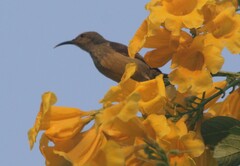 Nectariniidae