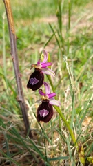 Ophrys bertolonii benacensis